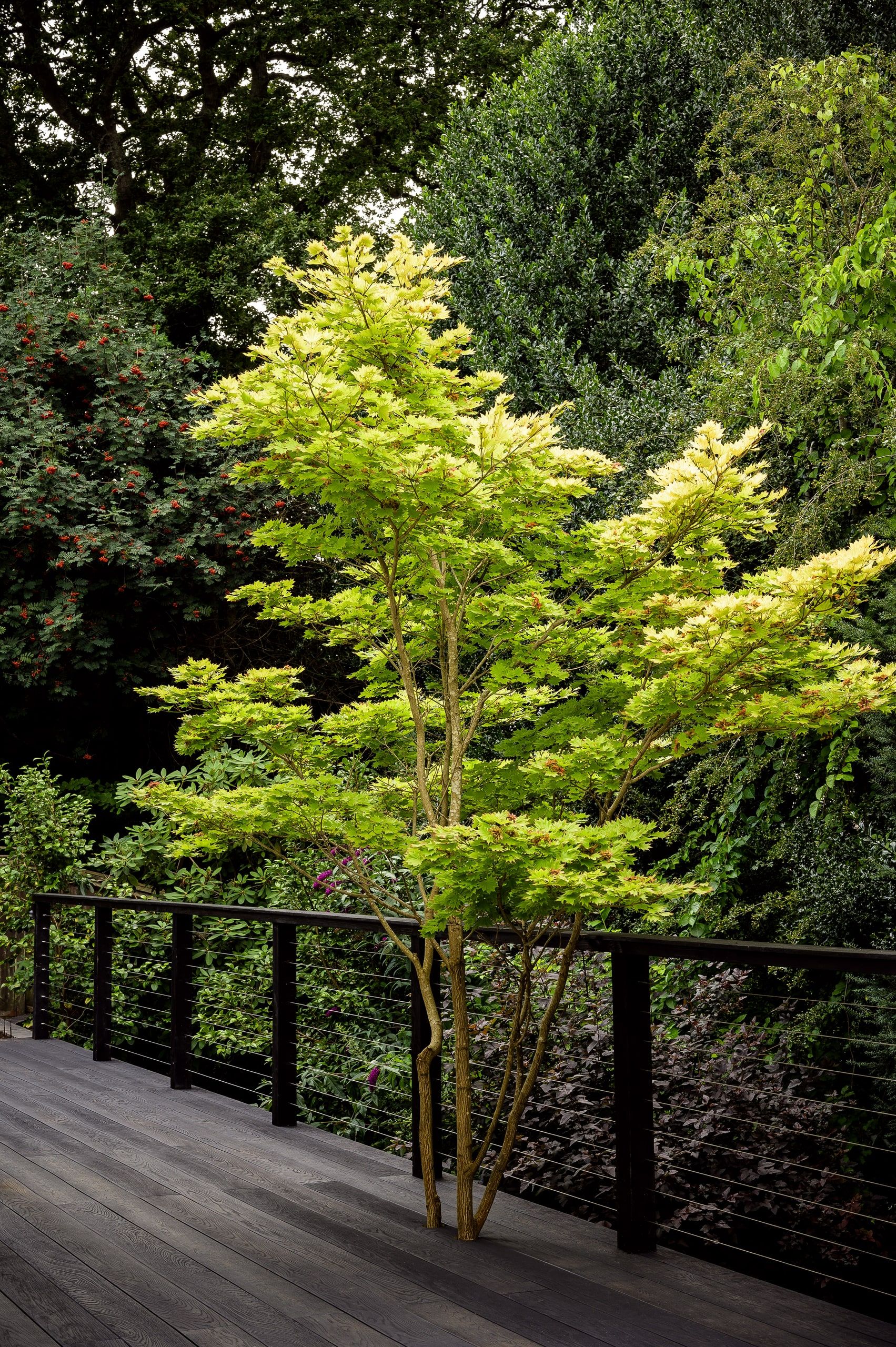 Golden acer on the decked terrace behind a black wire balustrade, 1960s house, Haslemere.